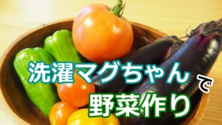 洗濯マグちゃんで野菜作り