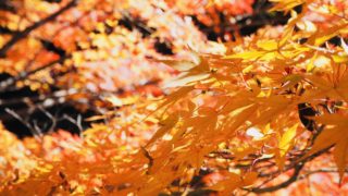 箕輪ダム もみじ湖 箕輪町