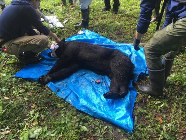 捕獲され麻酔で眠らされている熊