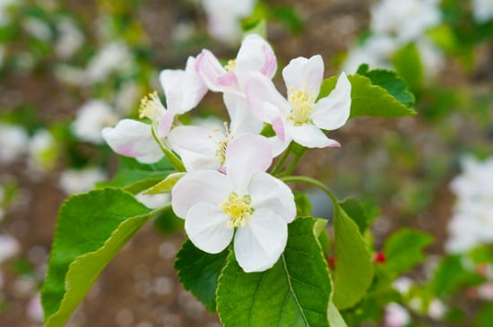 りんごの白い花