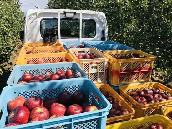 赤いりんごがたくさん積まれたトラック